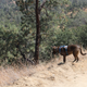 Illustration for article titled Toby Hike Day: Wellbarn Road to San Joaquin River Trail
